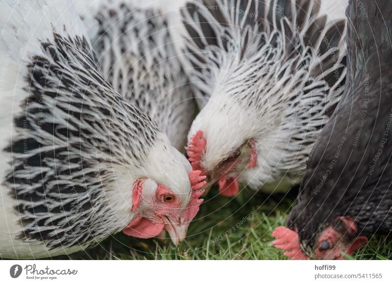 Nahaufnahme von einigen Sundheimer Hühnern beim picken auf grüner Wiese Huhn Sundheimer Huhn Henne Geflügel Hühnervögel freilaufend Freilandhaltung Nutztier