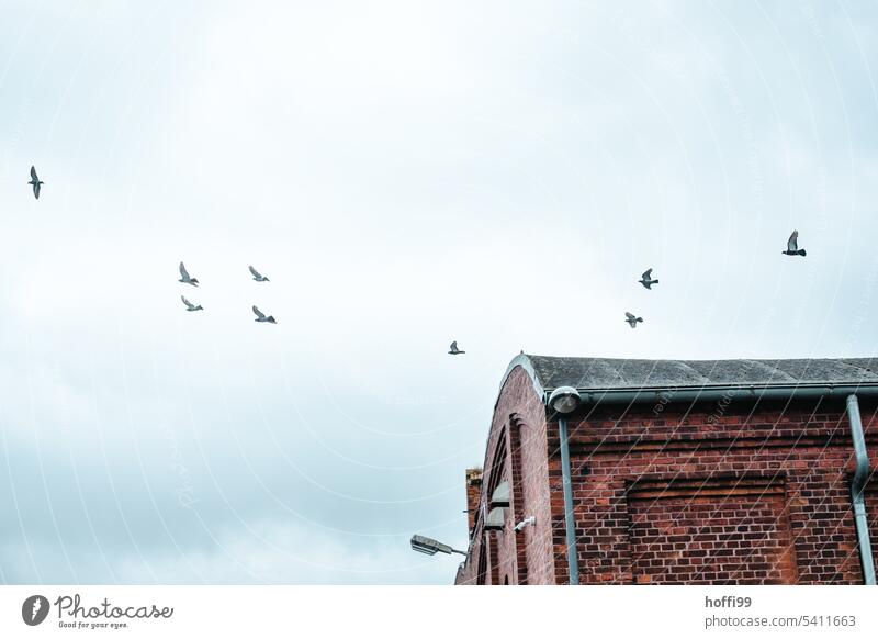 Tauben im Flug über einer alten Lagerhalle im Hafen fliegen Backsteinwand Historische Bauten Altbau Schuppen grauer Himmel historisch Altstadt Außenaufnahme