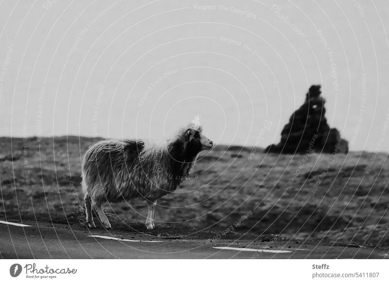 das schwarze Schaf am Wegesrand Färöerschaf Schafsinseln Färöer-Schaf Schwarzes Schaf Färöerinseln Eysturoy Färöer Inseln Färöer-Inseln Fahrbahn Fahrweg