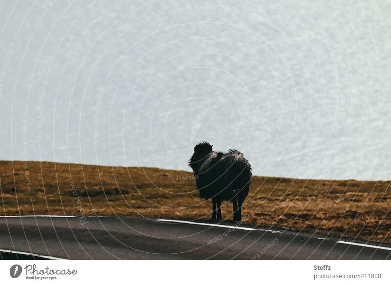 das schwarze Schaf und das Meer Färöerschaf Färöer-Schaf Färöerinseln Färöer Inseln Eysturoy Schwarzes Schaf Färöer-Inseln Schafsinseln Fahrbahn Fahrbahnrand