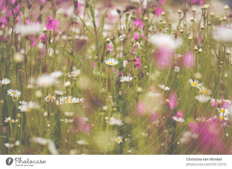 romantische Wiese mit Margeriten und Lichtnelken Blumenwiese Wildblumen Blühwiese hingehaucht duftend Wiesenblumen Bienenweide Sommer Natur blühend wunderschön