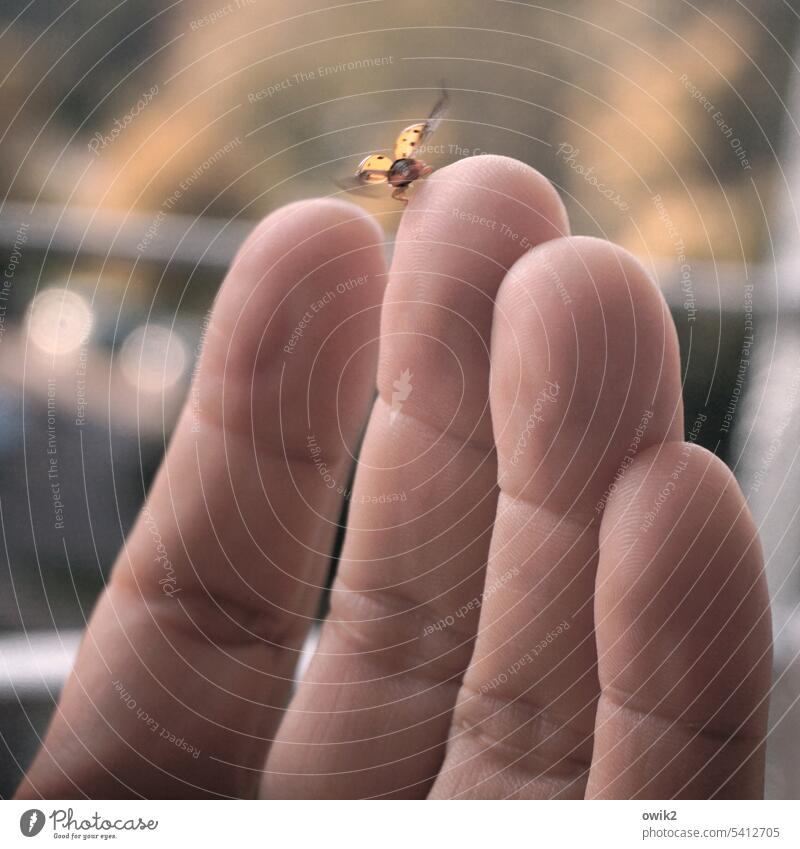 Startrampe Finger Hand Rungfinger Marienkäfer Mutschekälbchen Insekt klein Flügel aufwärts starten enthusiastisch Lebensfreude Leichtigkeit losfliegen