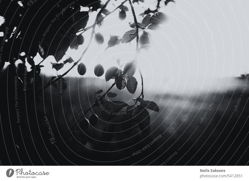Schwarz-Weiß-Foto eines Zweigs mit Pflaumen in den Strahlen der untergehenden Sonne abstrakt landwirtschaftlich Ackerbau Beeren schwarz auf weiß Blütezeit Ast