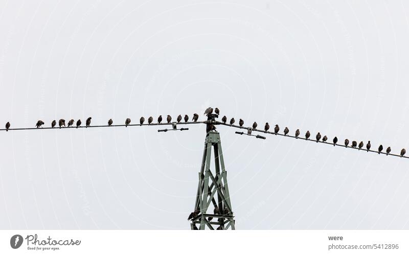 Ein Schwarm junger Stare versammelt sich auf dem Mast einer Hochspannungsleitung für den Formationsflug zum Winterquartier Tier Tiermotive Schnabel schwarz