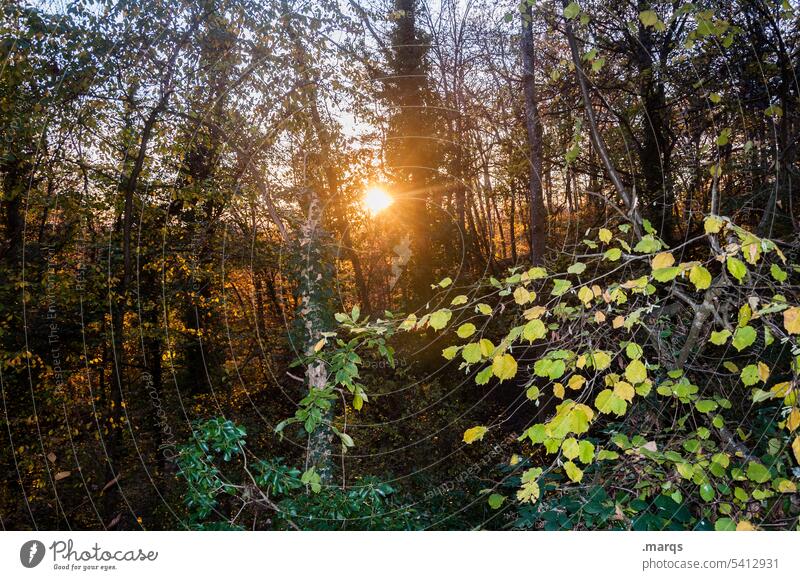 Abendsonne Natur Wald Herbst Spätsommer dickicht Sonnenlicht Laubwald Laubwerk herbstlich Herbstwald mystisch