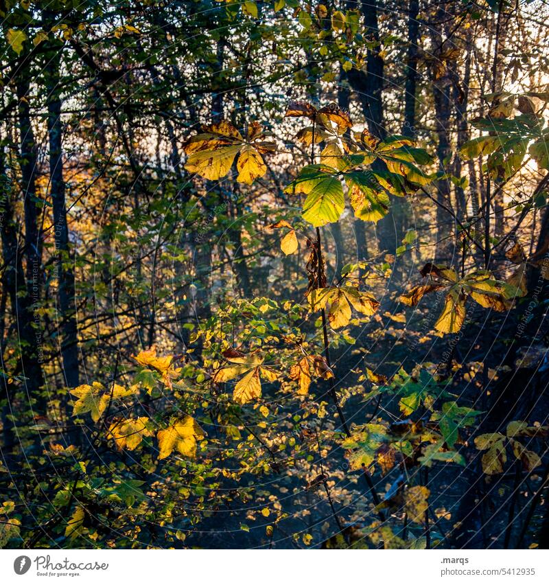 Spätsommerdickicht Kastanienblatt Wald Natur Herbst gelb Dämmerung Pflanze herbstlich Farbe Sonnenlicht Jahreszeiten Vergänglichkeit Stimmung Färbung Blatt