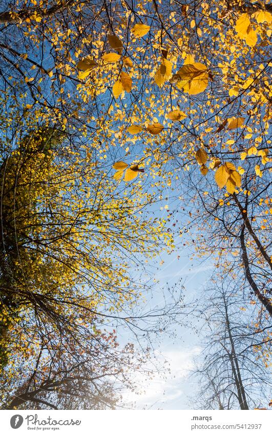 Baumkrone Herbst Natur Blatt Schönes Wetter Himmel Zweige u. Äste gelb Froschperspektive herbstlich Stimmung Jahreszeiten Umwelt Wandel & Veränderung