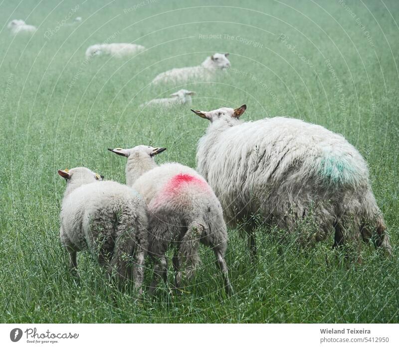 Ein Mutterschaf und zwei Lämmer laufen davon. Es ist nebliges Wetter. Die Rasse dieses Schafes ist die Landrasse Bentheim. Gras grün ländlich weiß Wiese Zaun