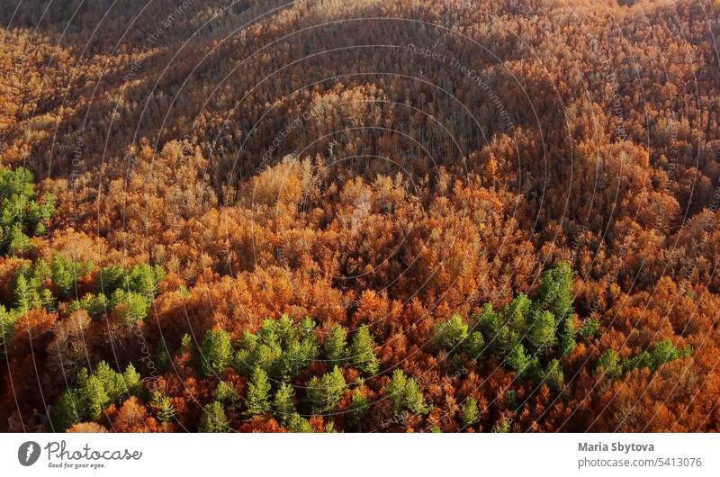 Drone Luftaufnahme der erstaunlichen Wald in den Bergen im Herbst. Natur Spätherbst Ansicht laubabwerfend Hügel Overhead Dröhnen Antenne fallen alpin unter