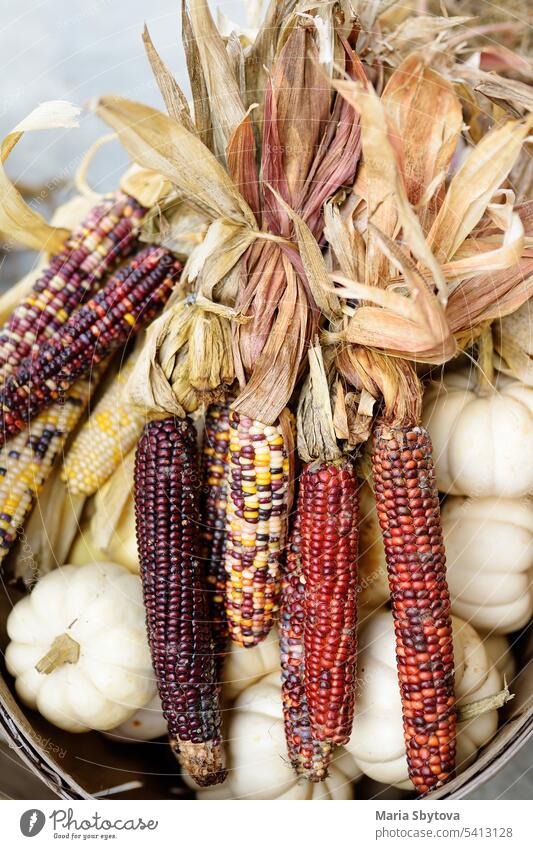 Bunte Ähren aus indianischem Mais, bereit zum Verkauf auf der saisonalen Landwirtschaftsmesse Inder Bauernhof Fairness Lebensmittel Halloween Herbst Sale Gemüse