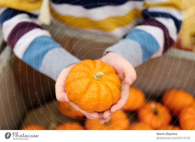 Niedlicher kleiner Junge, der einen Bio-Kürbis auf einem Bauernhof im Herbst auswählt. Amerikaner Halloween Erntedankfest Tag Kind auserwählend organisch