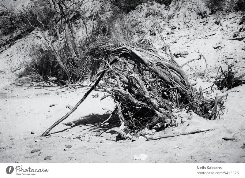Tote Baumwurzeln am Strand abstrakt Kunst Hintergrund schön schwarz Ast Küste Küstenlinie tot Design Treibholz trocknen Umwelt Europa Wald Horizont Insel