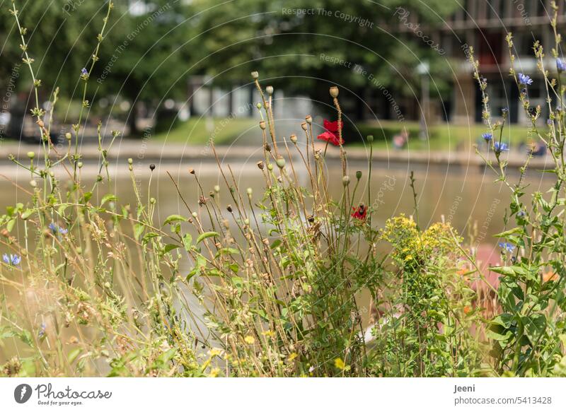 Wildblumen auf dem Campus grün Universität Hamburg Wasser Stadt Lifestyle verschwommener hintergrund Blumen Wildwuchs Natur Hintergrund Hochschule