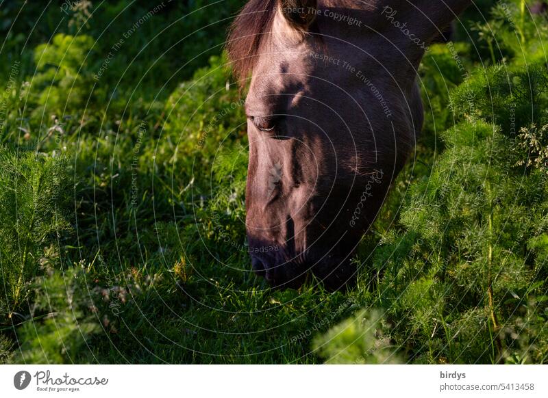 Konik - Pferd beim grasen Konik-Pferd Rassepferd Pferdekopf Tierporträt Nutztier Tiergesicht Profil wild Natur braun Morgenlicht grün Pflanzen fressen