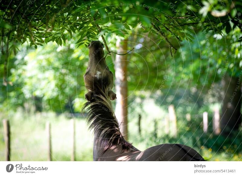 Konik - Pferd beim Fressen von Blättern eines Baumes konik Konikpferd Pferderasse Landschaftspflege Blätterdach fressen Natur alte pferderasse Robustpferd Mähne