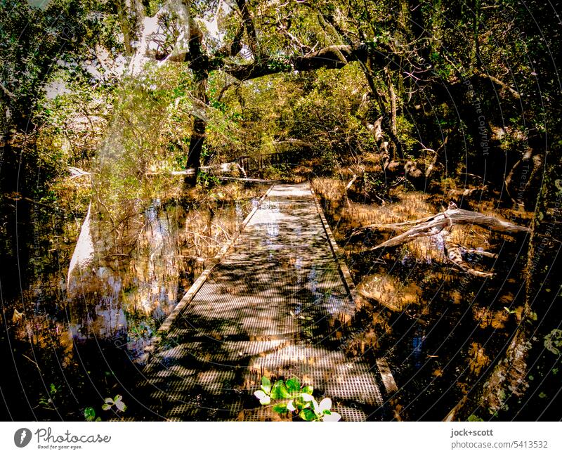 ein sonderbarer Weg durch die Mangroven Natur Wanderweg Baum tropisch Vegetation Doppelbelichtung Wald Laufsteg Pflanze Ökosystem Wege & Pfade Sonnenlicht