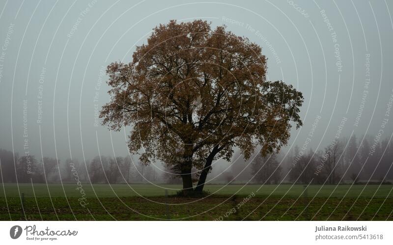 Baum im Nebel wandern Ausflug Wolken Aussicht Menschenleer melancholie Außenaufnahme Farbfoto Natur Landschaft Tag Umwelt natürlich ländlich Deutschland bewölkt