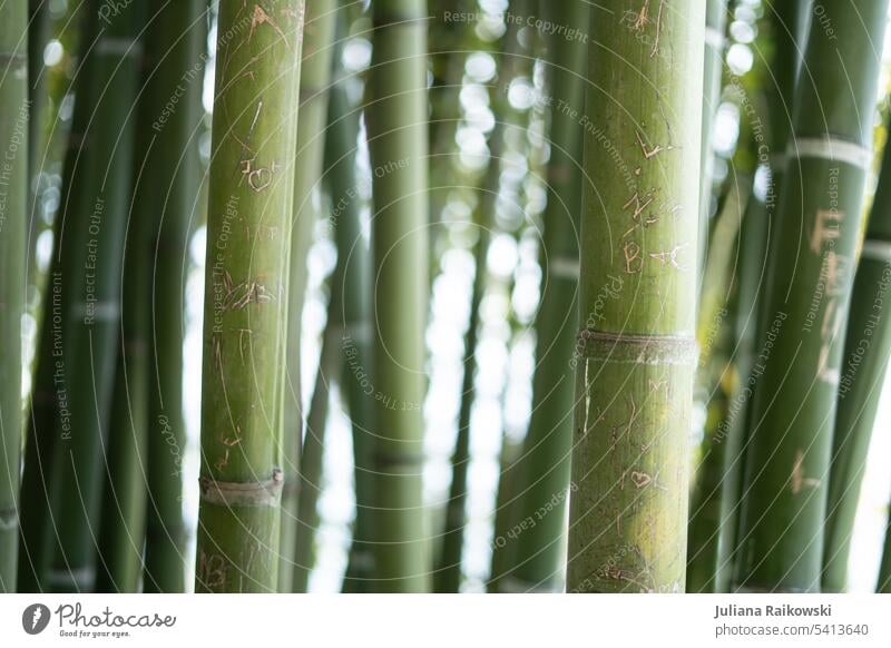 Namen und Buchstaben eingeritzt in Bambus grün natürlich Tag Umwelt Natur Farbfoto Außenaufnahme Pflanze Grünpflanze Bambusrohr Detailaufnahme exotisch Asien