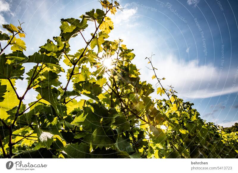 weinblatt Sonnenstrahlen grün Schönes Wetter Landschaft Natur Außenaufnahme Wein Weinrebe Weinstock Mosel Rheinland-Pfalz Mosel (Weinbaugebiet) Himmel Weinberg