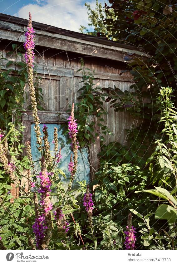 Zugewachsener Holzschuppen Gartenlaube verwildert Natur Sommer Blumen Sträucher Fenster Glas Sonnenlicht Schrebergarten Gartenhaus Pflanze Idylle ruhig Hütte