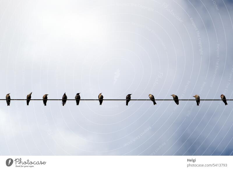 viele Stare sitzen auf einer Stromleitung vor wolkigem Himmel Vögel Wolken Natur Umwelt Vogelschwarm Freiheit Außenaufnahme Wildtier Zugvogel Tiergruppe