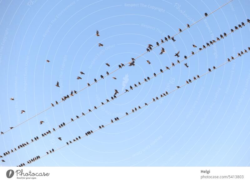 viele Stare rasten auf Stromleitungen, einige fliegen vor blauem Himmel umher Vögel Tier Vogelschwarm Vogelzug Zugvögel sitzen schwarz Freiheit Schwarm