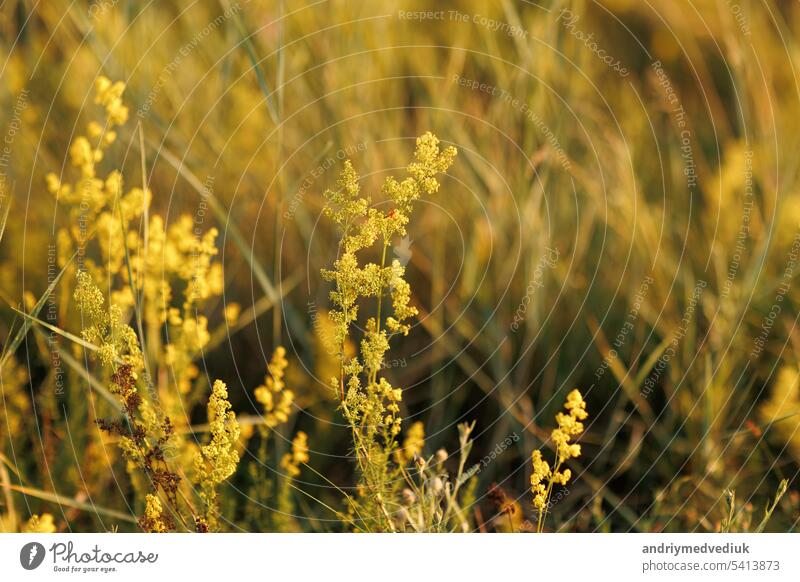 Close up leuchtend gelben Wildblumen blühen in der Wiese auf Sommer sonnigen Tag. Natürliche floralen Hintergrund. Schöne lebendige Landschaft Natur mit blühenden Blumen, Hintergrundbilder