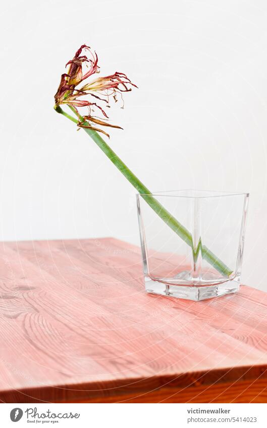 Trockene Amaryllisblüten in einer Vase Blume Trockenblume Traurigkeit romantisch Ritterstern Studioaufnahme rote Blume Textfreiraum nostalgisch altehrwürdig