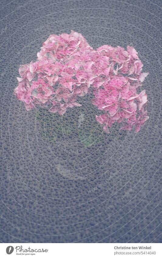 Hortensie und Regentropfen Doppelbelichtung Bauernhortensie Hydrangea Topfhortensie nass blühen Hortensienblüte Blüte Natur Wassertropfen blühende Hortensie