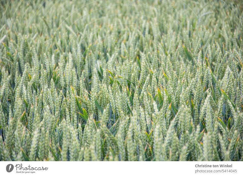 Getreide auf dem Feld Weizenfeld unreifer Weizen Ähren Getreidefeld Sommer Landwirtschaft Ernährung Wachstum Lebensmittel Ackerbau natürlich Nutzpflanze
