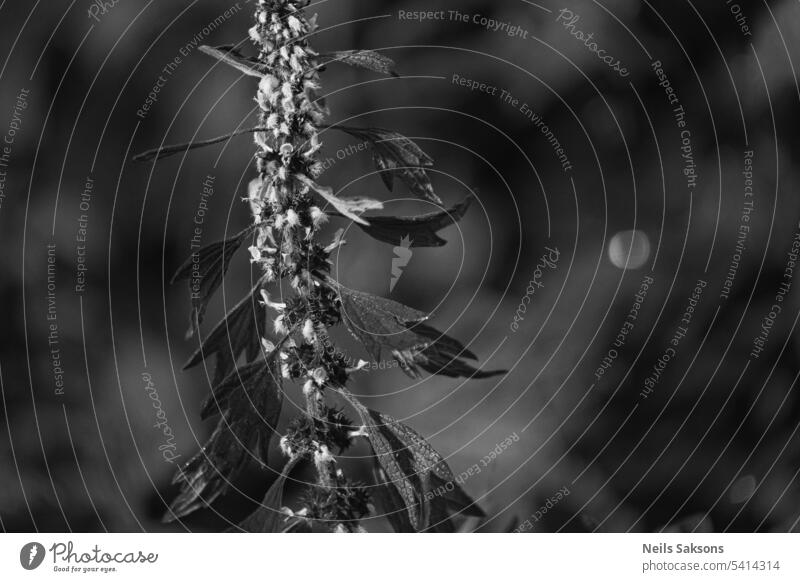 Schwarz-Weiß-Foto einer blühenden Leonurus cardiaca-Pflanze Hintergrund Blütezeit Kardiaca Nahaufnahme Blume Laubwerk frisch Garten Gras grün Wachstum