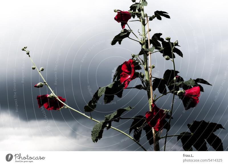 Blühende Malve Stockrose Regenwolken Himmel Blume Pflanze Wolken Blüte rot