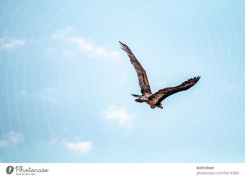 frei wie ein vogel Wildnis etosha national park Etosha Blauer Himmel beeindruckend Wildtier außergewöhnlich Tier hoch oben Luft Außenaufnahme besonders Flügel