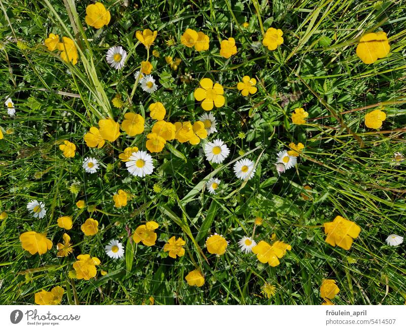 Frühlingswiese | Gänseblümchen und Sumpfdotterblumen auf einer Wiese Frühlingsblumen Frühlingswiesenblumen Sumpf-Dotterblumen butterblume Natur Blume Pflanze