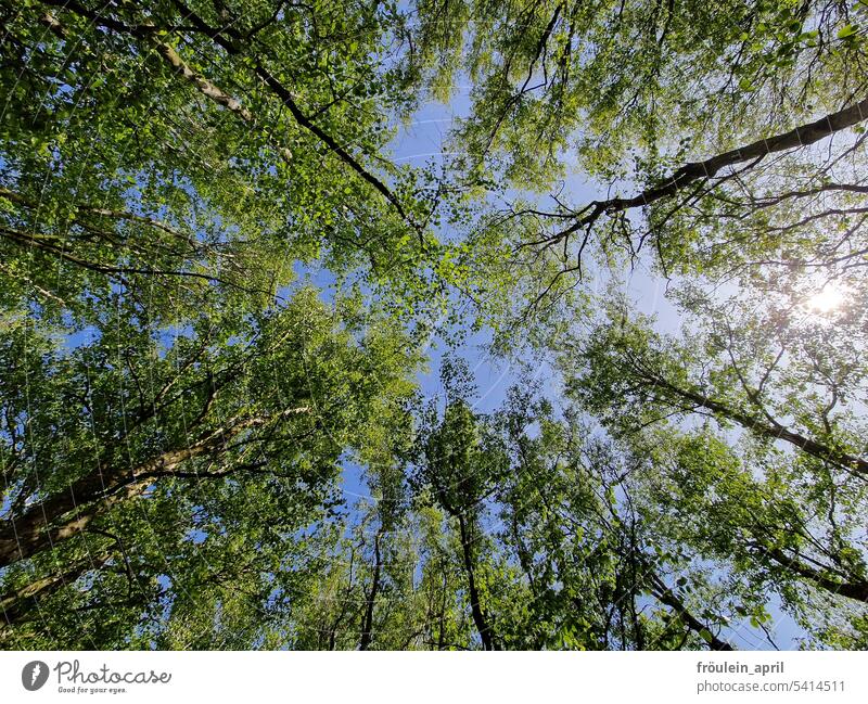 Wipfel-Gipfel | Baumkronen Baumwipfel Bäume Baumgruppe Birke Licht grün Natur Wald Himmel Frühling Sonnenlicht Sommer Blätter Äste Pflanze Zweige u. Äste