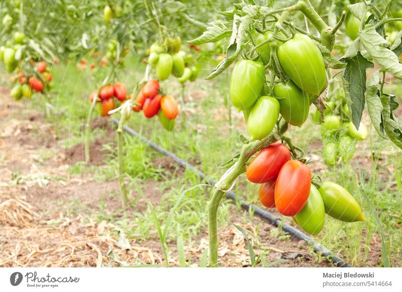 Bio-Tomatenanbau im Gewächshaus, selektiver Schwerpunkt. Gemüse grün rot Natur Lebensmittel organisch Pflanze frisch Bodenbearbeitung Garten produzieren