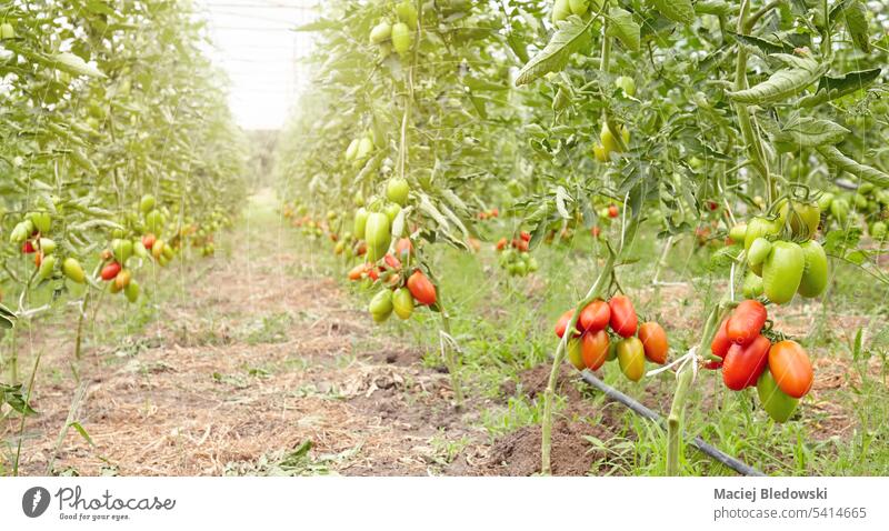 Gewächshaus für Bio-Tomaten, selektiver Frontalfokus. Gemüse Ackerbau Bauernhof grün rot Natur Lebensmittel organisch Pflanze frisch Bodenbearbeitung Garten