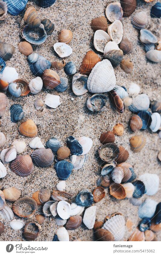 Muscheln am Sandstrand in verschiedenen Farben strandgut Nordsee holländisch Cadzand Meer Zeeland sammeln suchen finden. Sandkörner Sommerfoto Urlaubsfoto