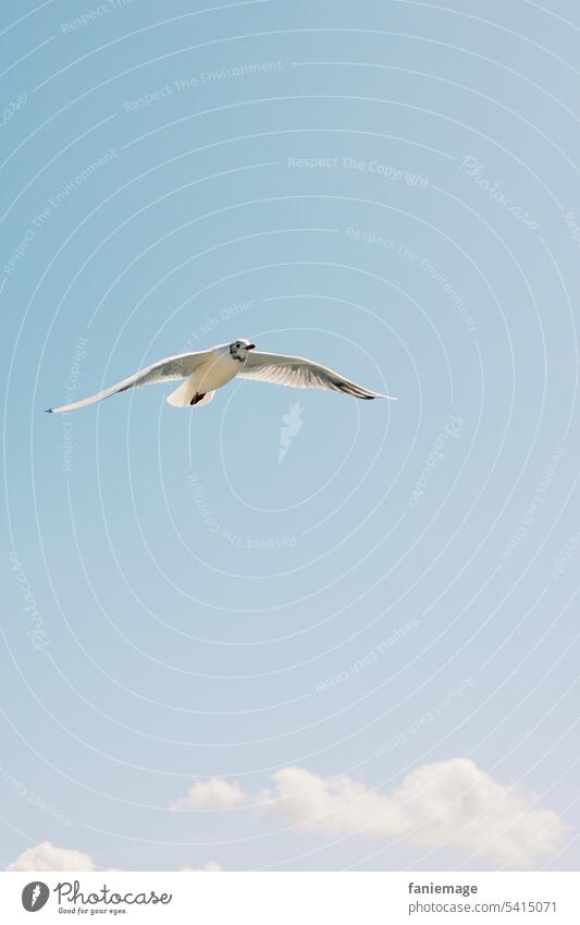 Möwe segelt über die Wolken segeln blauer Himmel hellblau Stufe vogel fliegen Meer Brise Wind Nordsee holländisch Cadzand