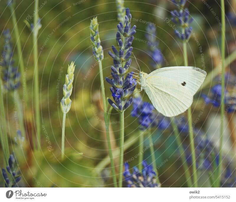 Landeplatz Schmetterling Leichtigkeit idyllisch Kohlweißling Tier Flügel Garten Umwelt Pflanze Lavendel Blüte Tierporträt Menschenleer Außenaufnahme Natur