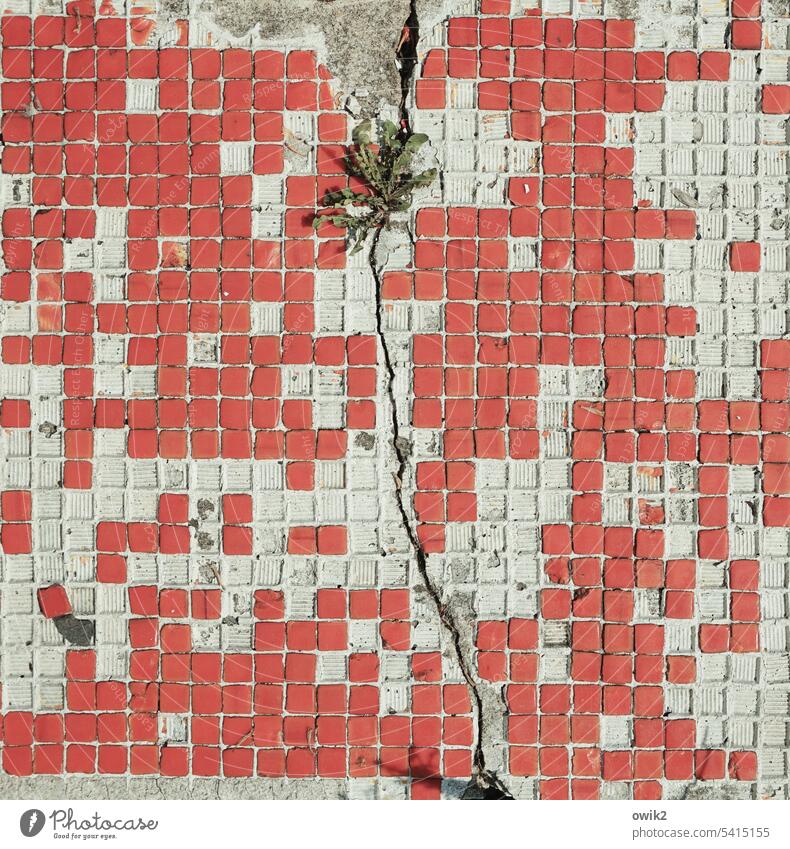 Tetriss Deko Fliesen u. Kacheln klein Quadrate rot weiß viele desolat lädiert schadhaft lückenhaft Strukturen & Formen Mosaik Detailaufnahme Menschenleer