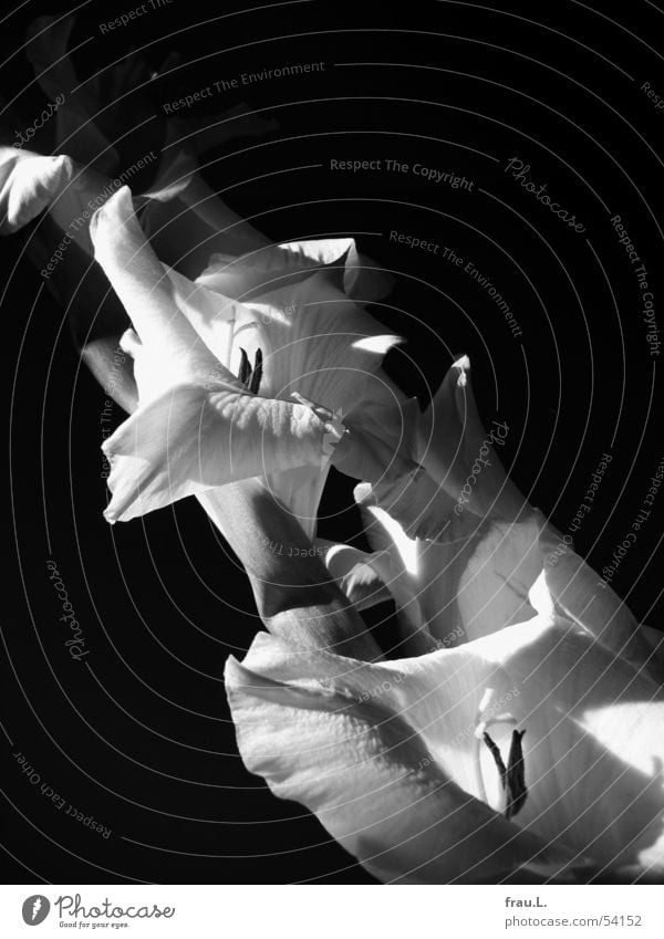 Gladiole in schwarz Gladiolen Blume Blüte schön Licht Sonnenlicht rein Schwarzweißfoto Dekoration & Verzierung rispe Natur Schatten elegant edel Freude