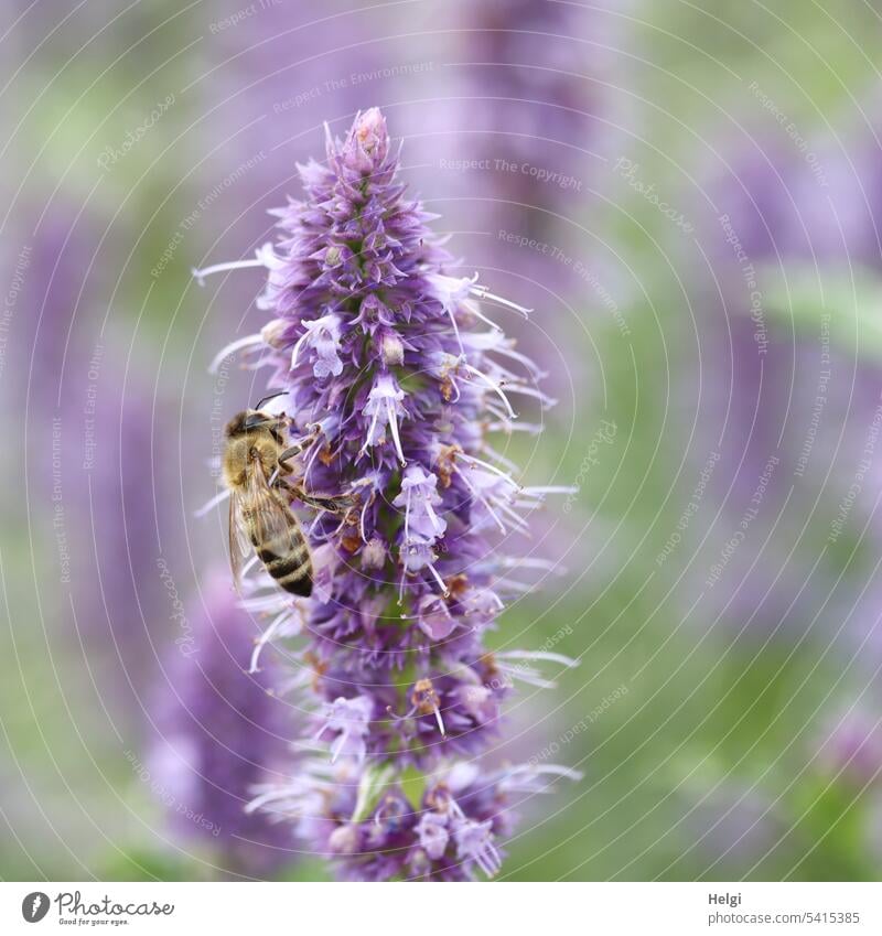 Duftnessel mit Bienchen Pflanze Blume Agastache Blüte Biene Insekt Honigbiene Pollen Natur Sommer Tier Nektar Garten fleißig Makroaufnahme bestäuben