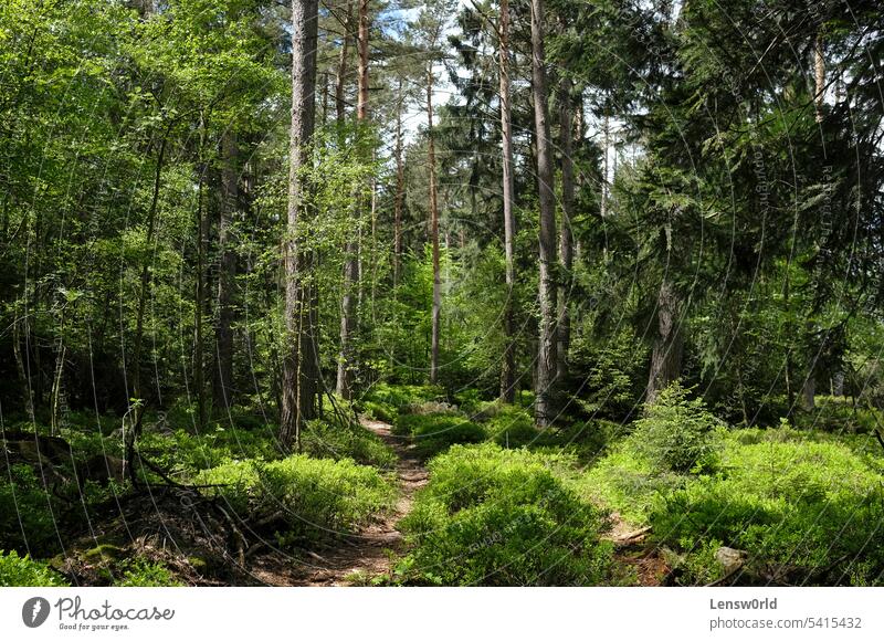 Dichter Wald in der Eifel in Deutschland Birke Umwelt Laubwerk grün Hurtgenwald hürtgenwald Landschaft Blatt Blätter Licht Natur im Freien Frühling Sommer