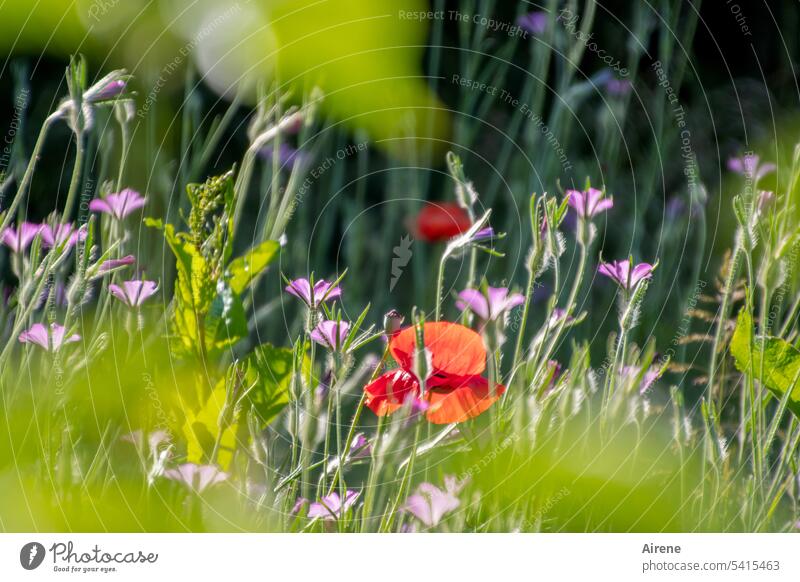 Jeden Tag Blümchen Blumenwiese Wiese Wiesenblume Natur grün Blühend mehrfarbig leuchtend rot Garten Sonnenlicht bunt Lebensfreude Mohn Klatschmohn zartes Grün