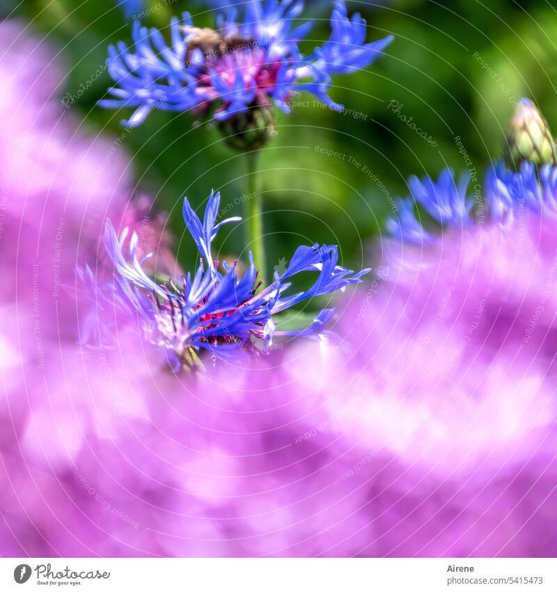 Floxschaum Blume Kornblume Blumenbeet pink lila blau Schwache Tiefenschärfe unscharf üppig Blüte Natur geringe Tiefenschärfe sommerlich violett natürlich blühen