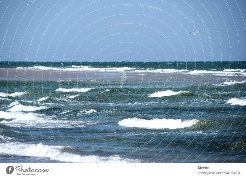 die Möwe und das Meer blau Wellen Gischt Strand weiß Wasser Urelemente Naturgewalt Wellengang Ferne maritim Ferien & Urlaub & Reisen Schaum wild Horizont Totale