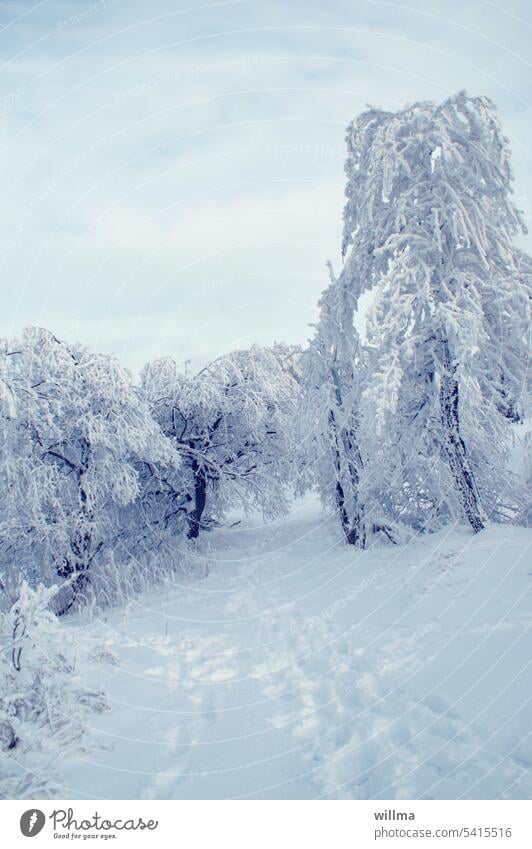 Tief verschneit der Bäume Wipfel auf des Hirtsteins höchstem Gipfel Winter Schnee schneebedeckt Raureif Kälte Frost Wintertag Winterstimmung Schneedecke