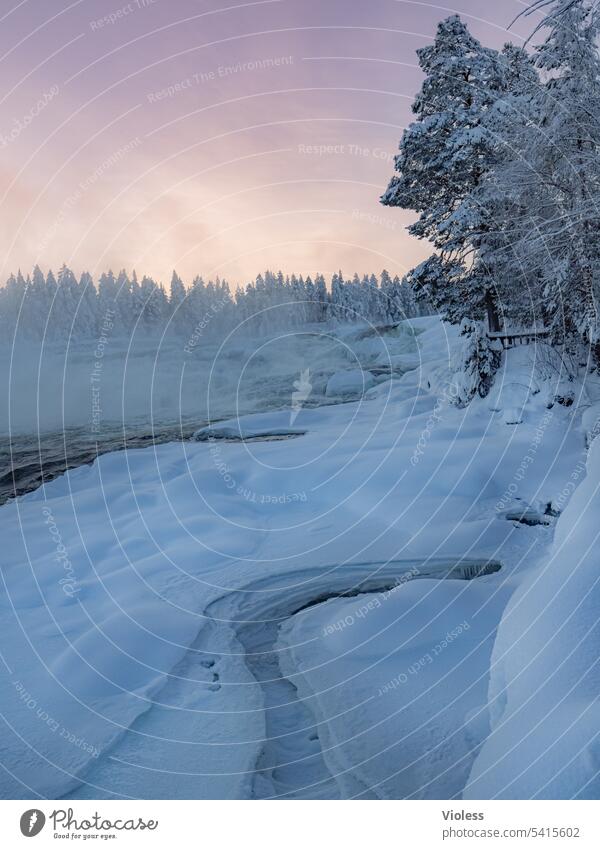 Storforsen Stromschnellen im Abendlicht X norrbotten Norrbottens län Schweden Nordschweden Naturreservat Winter Frost Schnee kalt gefroren Abendröte Tannen