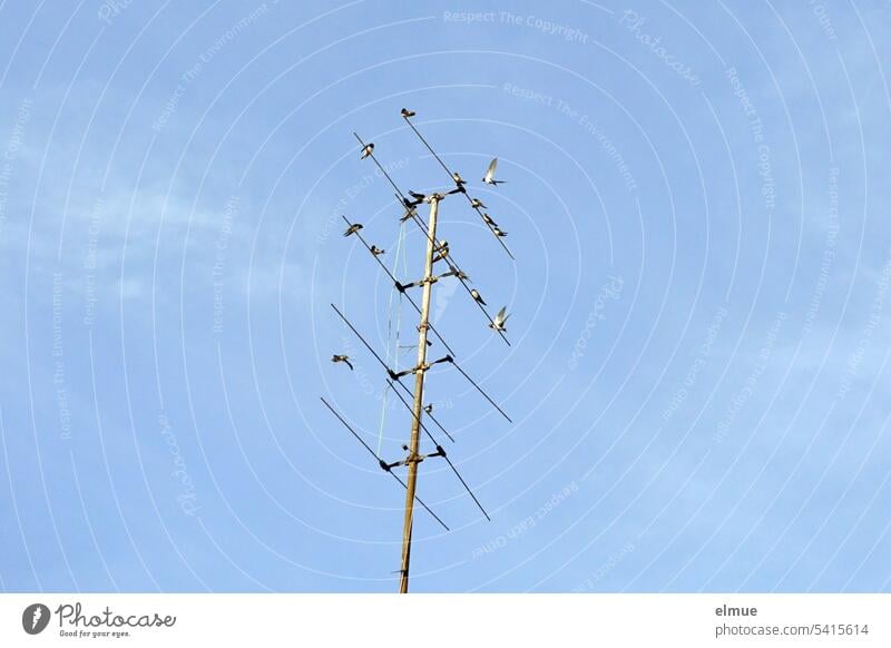 Rauchschwalben auf einer alten Antenne vor blauem Himmel aus der Froschperspektive Schwalben Fernsehantenne Zugvogel himmelblau Blog Fauna Singvogel Sommer